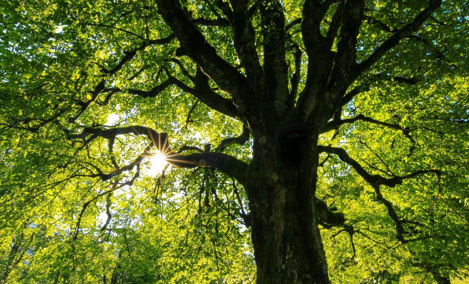 A mature tree trunk and spreading green canopy seen from below.
