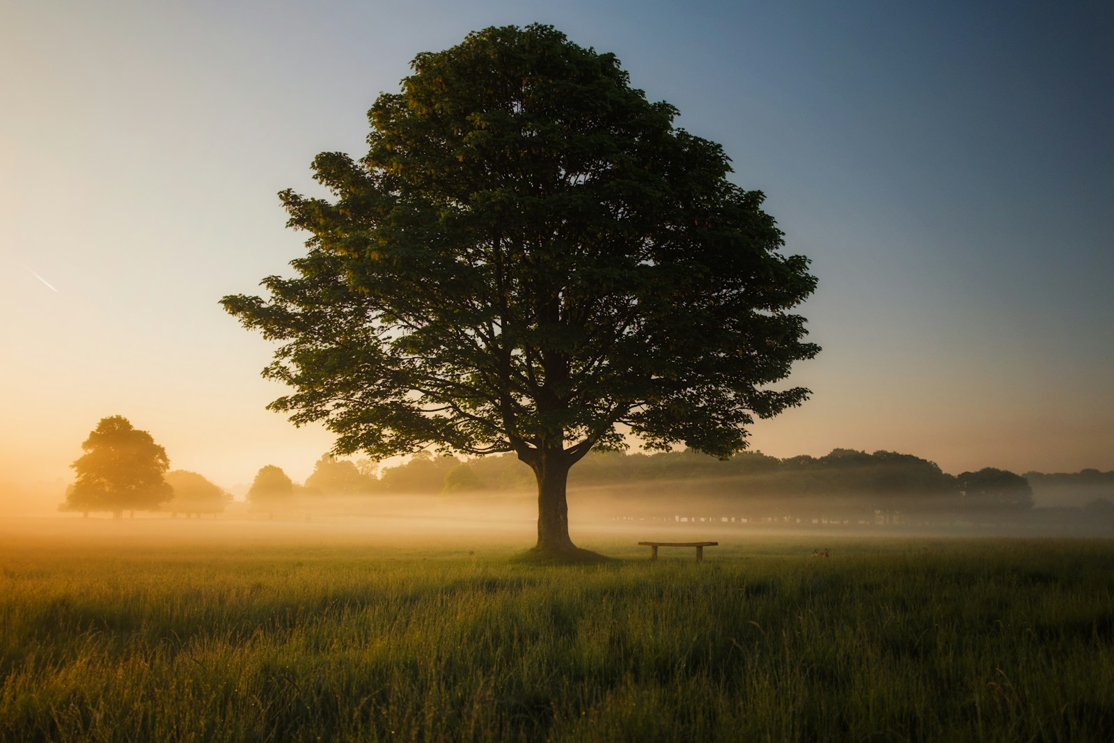 A large tree standing in an open field in warm morning light.